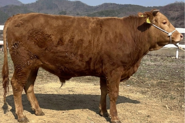 지난 26일 씨수소로 선발된 전북도 축산연구소의 KPN1996. 전북도 제공