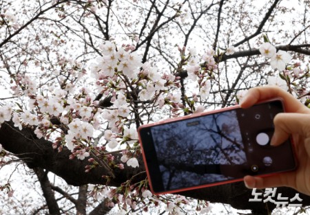 서울 벚꽃 