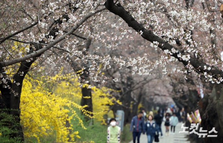 평년보다 열흘 일찍 개화한 서울 벚꽃
