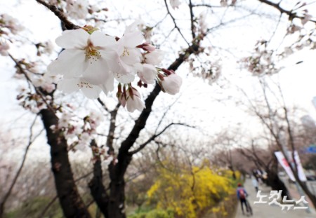 여의도에 핀 벚꽃
