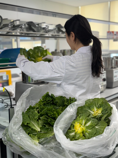 전남도보건환경연구원 농산물검사소 관계자가 봄동 등 봄철 봄나물에 대한 잔류농약과 중금속 안전성 검사를 하고 있다. 전남도보건환경연구원 제공