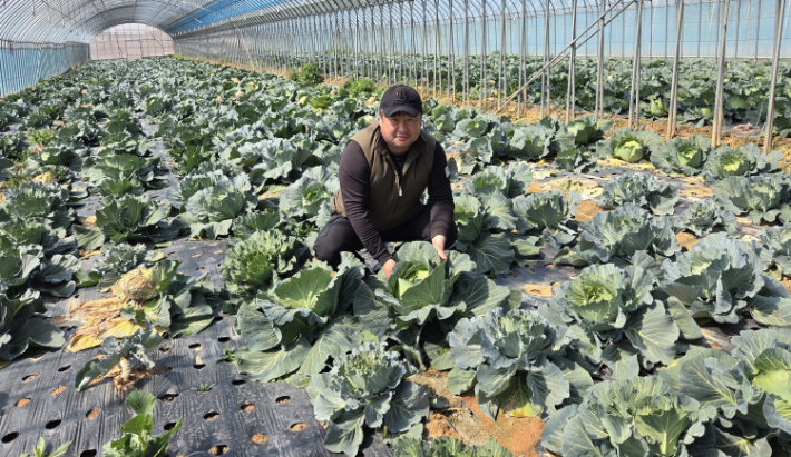 전라남도가 영암 친환경 양배추를 4월 친환경농산물로 선정한 가운데 영암 미암면 김봉석(44) 씨가 지난 2018년부터 양배추를 친환경 방식으로 재배하고 있다. 전라남도 제공