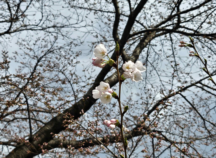 계룡산에 만개한 벚꽃. 대전지방기상청 제공