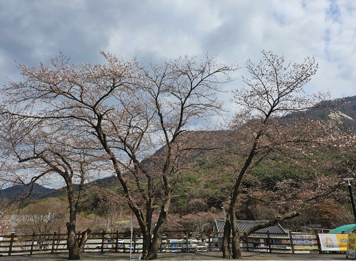 계룡산 국립공원 관측 기준 벚나무. 대전지방기상청 제공