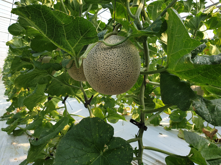 멜론 농가. 창원시 제공