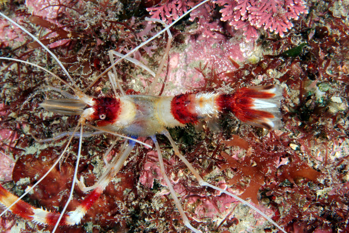 이달의 해양생물 청소새우. 해양수산부 제공