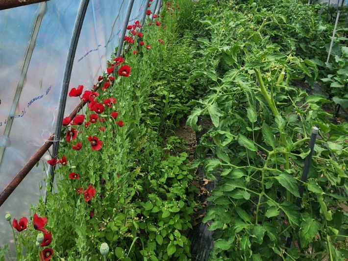 양귀비 밀경작하다 적발된 비닐하우스. 해경청 제공