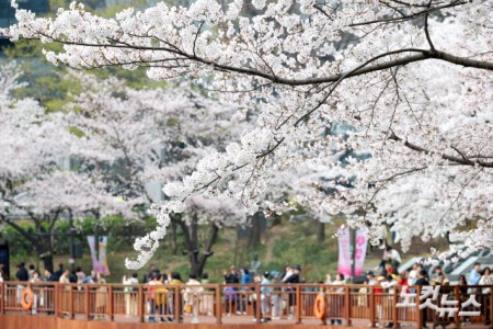 벚꽃 활짝 핀 석촌호수