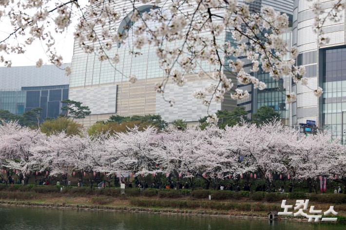 석촌호수 벚꽃 만개