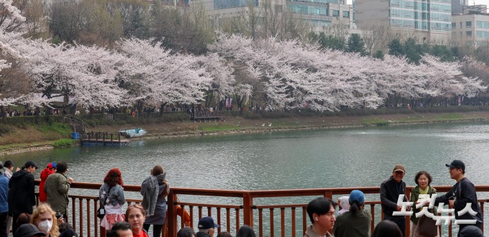 벚꽃 만개한 석촌호수