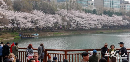 벚꽃 만개한 석촌호수