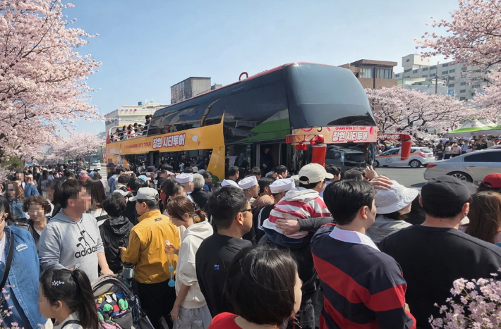 벚꽃 투어버스. 창원시 제공