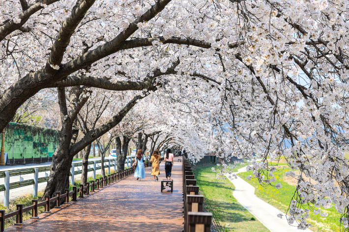 울진 근남면 성류굴 가는길에 벚꽃 터멀이 만들어졌다. 울진군 제공
