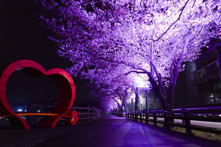 울진 근남면 망양정 가는길에 핀 벚꽃. 울진군 제공