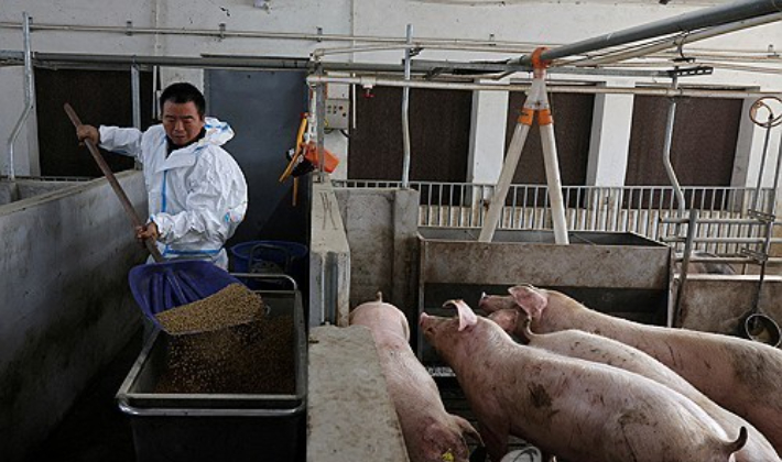 중국의 돼지 축사. 연합뉴스