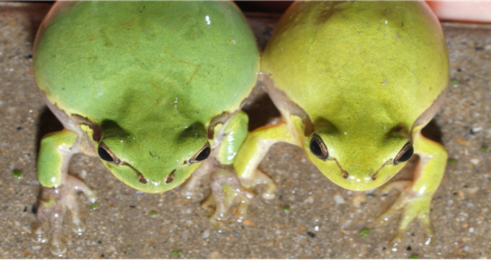 국립생태원 이정현 박사 제공
