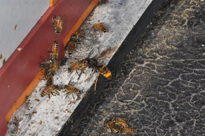 꿀벌 공격하는 등검은말벌. 농진청 제공