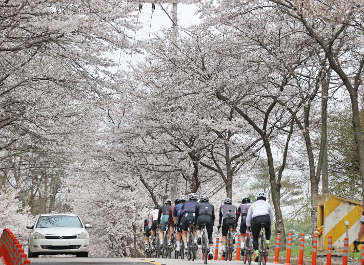 임실에 핀 벚꽃 자료사진. 임실군 제공
