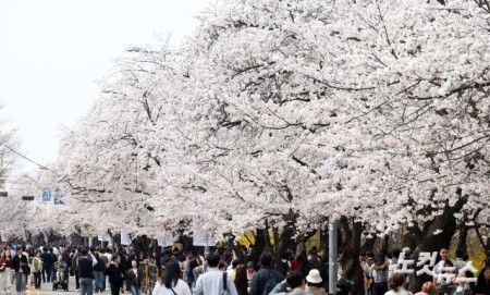 여의도 봄꽃축제 개막