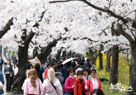 벚꽃 아래에서 추억 남기기
