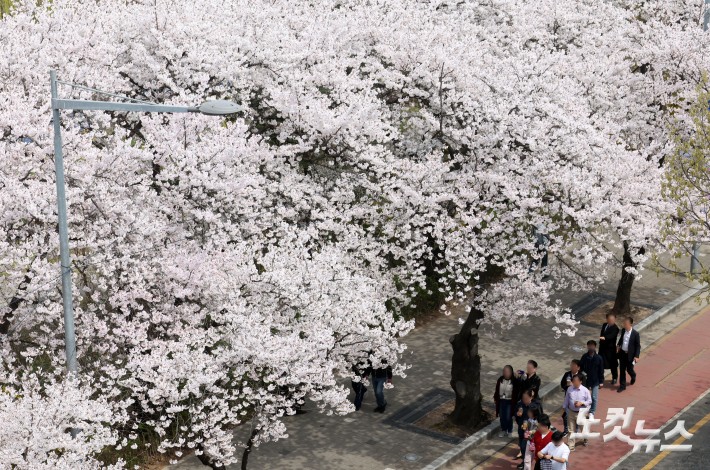 벚꽃길 산책