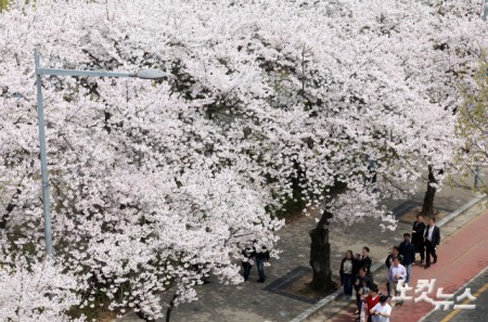 벚꽃길 산책
