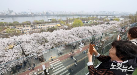 활짝 핀 여의도 벚꽃