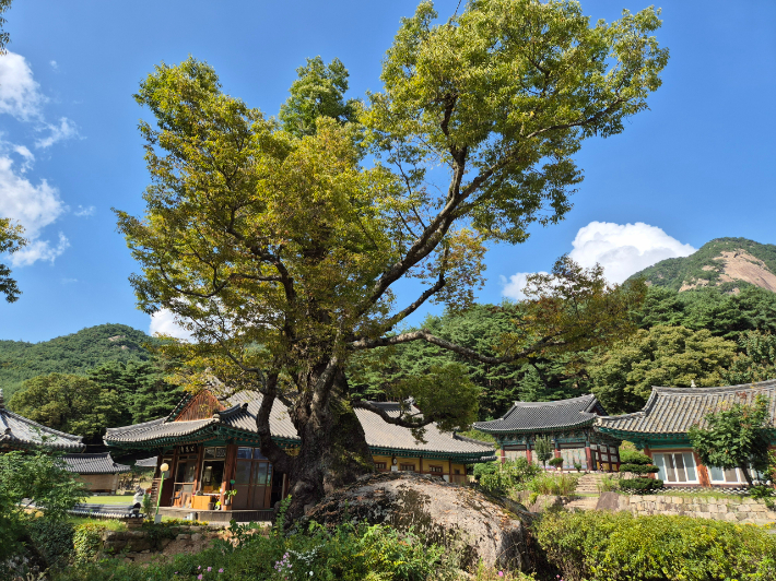 괴산군 청천면 사담리에 있는 도내에서 가장 오래된 느티나무. 괴산군 제공