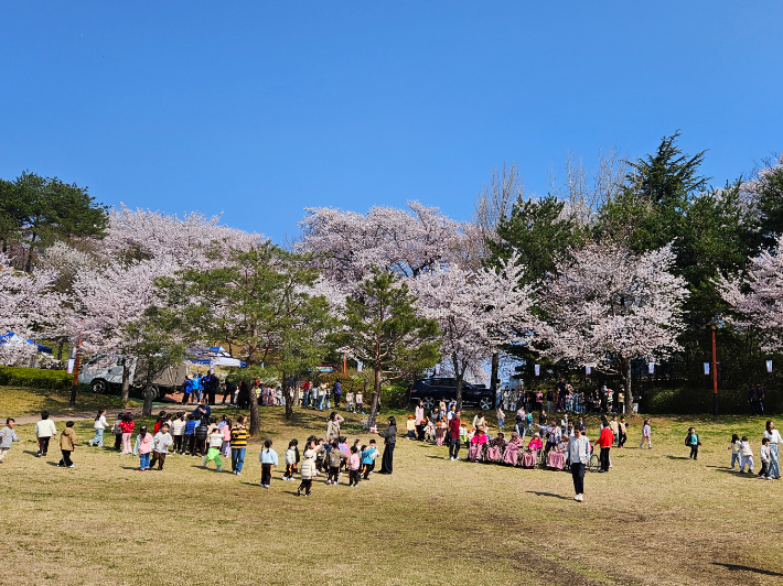강릉 남산벚꽃축제장을 시민과 관광객들. 강릉시 제공
