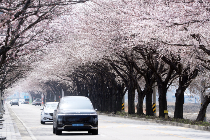 양양 남대천 일원에 활짝 핀 벚꽃. 연합뉴스
