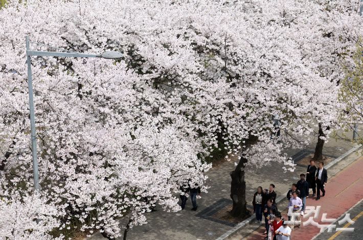3일 서울 여의도 윤중로 봄꽃축제를 찾은 시민들이 활짝 핀 벚꽃을 보며 산책하고 있다. '2026년 여의도 봄꽃축제'는 이날부터 7일까지 5일간 개최된다. 황진환 기자
