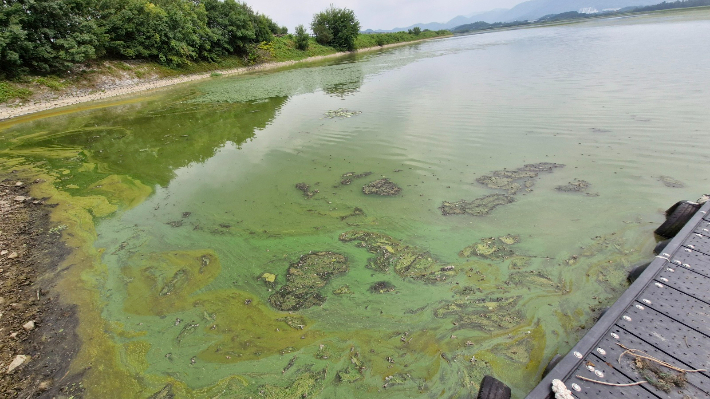 창원 주남저수지 녹조. 창원시의회 제공