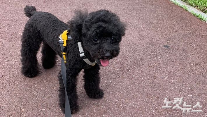 반려동물. 김한영 기자