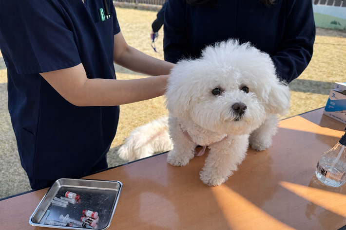 경주시가 반려견 광견병 무료 예방접종을 실시하고 있다. 경주시 제공