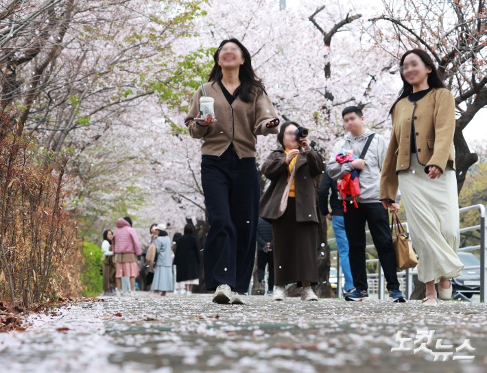 전국에 봄비가 내린 6일 서울 여의도 벚꽃축제를 찾은 시민과 외국인 관광객들이 벚꽃길을 걷고 있다.