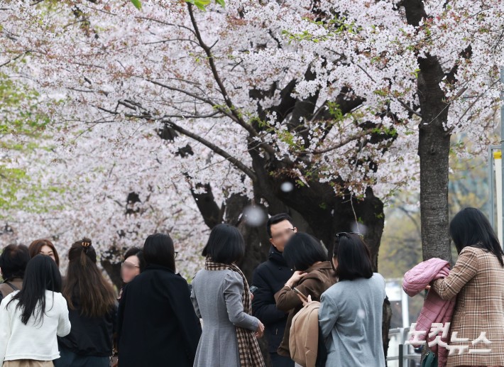 전국에 봄비가 내린 6일 서울 여의도 벚꽃축제를 찾은 시민과 외국인 관광객들이 벚꽃길을 걷고 있다.