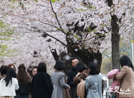 전국에 봄비가 내린 6일 서울 여의도 벚꽃축제를 찾은 시민과 외국인 관광객들이 벚꽃길을 걷고 있다.