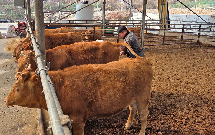 전북 임실군이 11년째 지속 중 한우 개량 정책을 통해 농가소득 증대와 축산물 품질 고급화라는 성과를 동시에 거두고 있다. 임실군 제공
