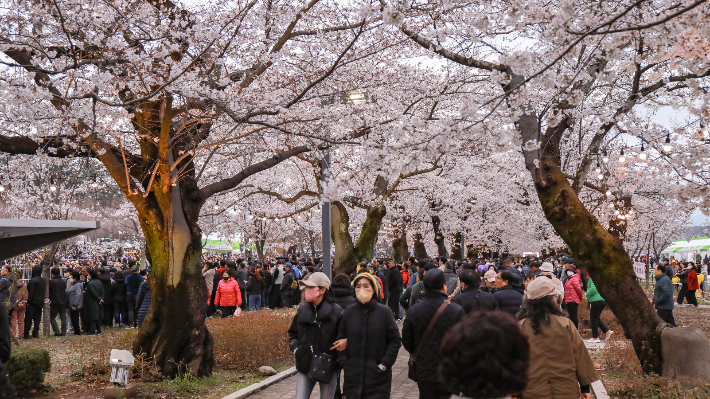 제7회 울주작천정 벚꽃축제. 울주군 제공