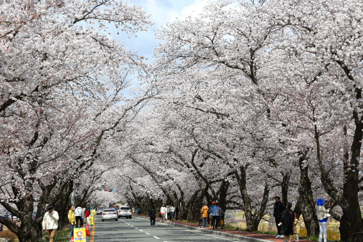 벚꽃이 만개한 경주. 경주시 제공