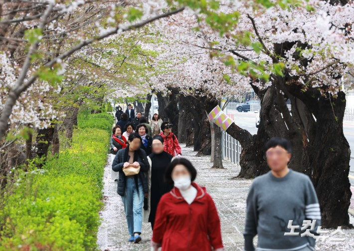 벚꽃 핀 거리를 걷는 시민들. 자료사진