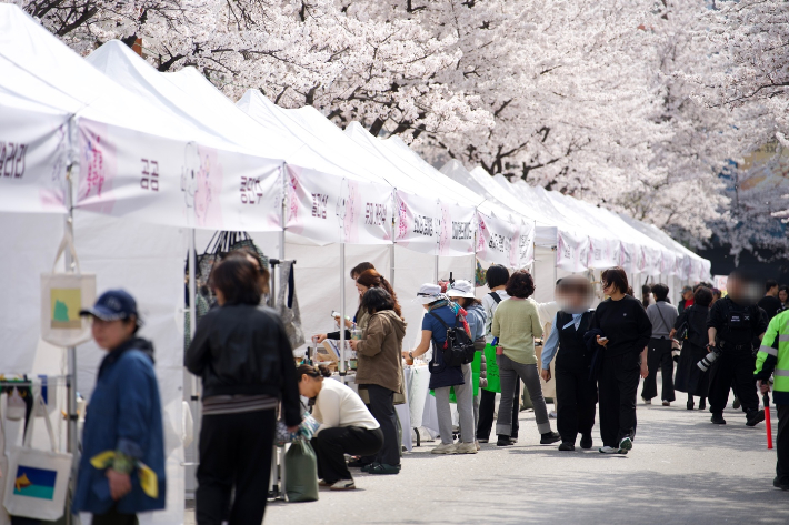 제4회 솔올블라썸 축제. 강릉시 제공