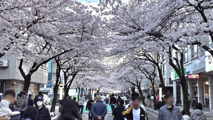 제4회 솔올블라썸 축제. 강릉시 제공