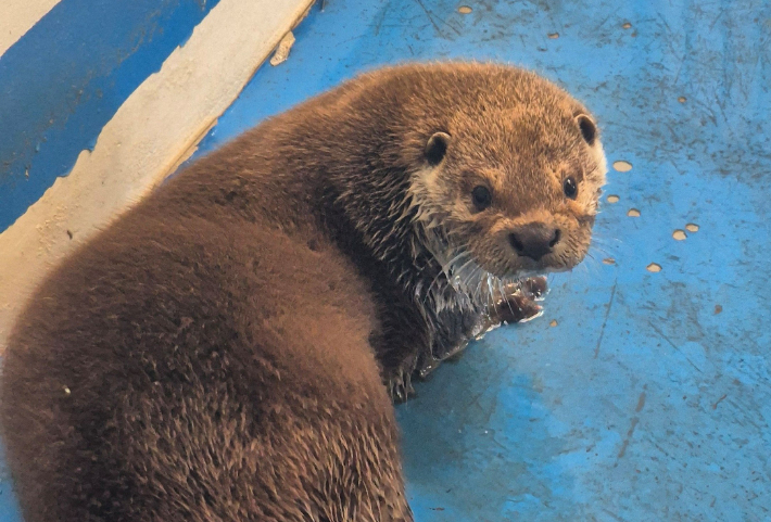 수달. 우치동물원 제공