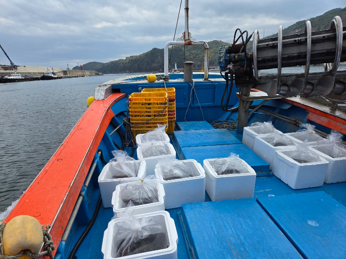 돌기해삼 종자 방류. 삼척시 제공