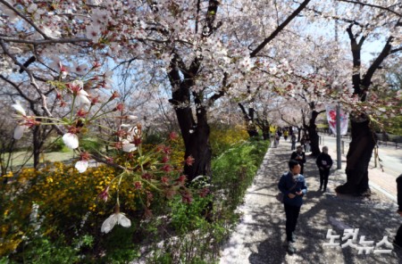 벚꽃잎 떨어지고 꽃샘추위