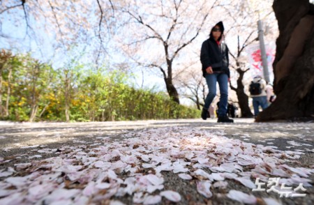벚꽃잎 떨어진 윤중로 산책