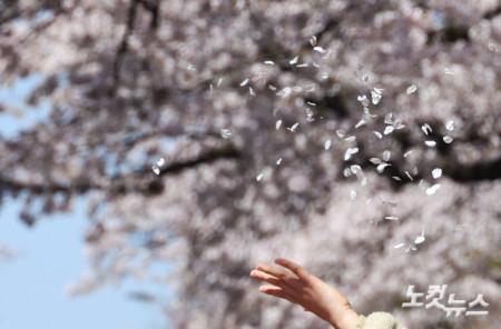 손끝으로 느껴보는 벚꽃