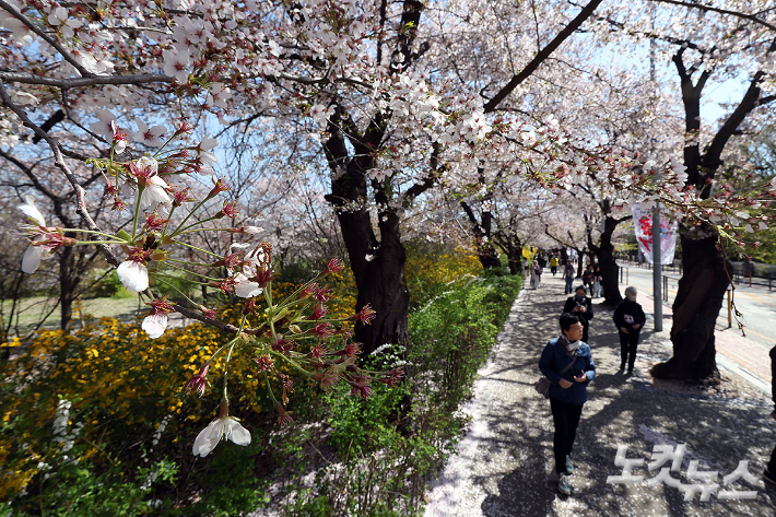 벚꽃 뒤에 찾아온 '꽃샘추위'[노컷네컷]