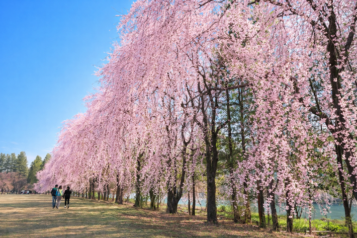남이섬 봄 풍경. 남이섬 제공 